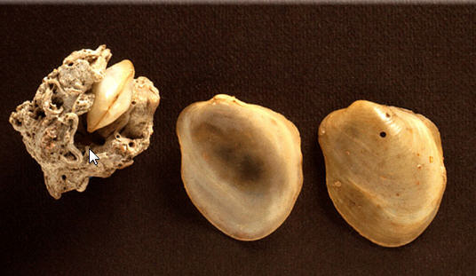 Identificazione